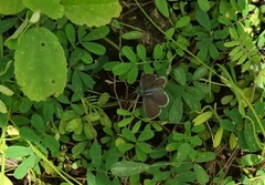 Zizeeria knysna knysna
