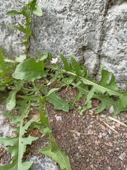 Spergularia rubra