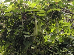 Aristolochia griffithii