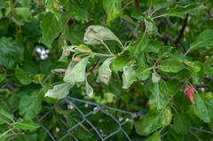 Podosphaera leucotricha