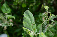 Podosphaera leucotricha