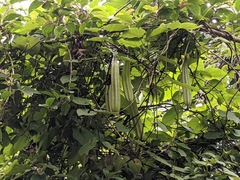 Aristolochia griffithii
