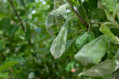 Podosphaera leucotricha