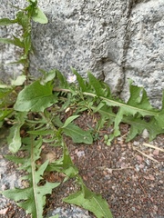 Spergularia rubra