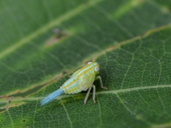 Aplos simplex