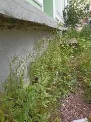 Epilobium pseudorubescens