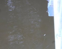 Zenarchopterus buffonis