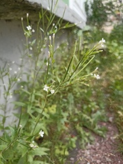 Epilobium pseudorubescens