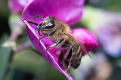 Apis mellifera