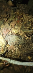 Dicamptodon aterrimus