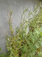 Epilobium pseudorubescens