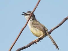 Prinia flaviventris