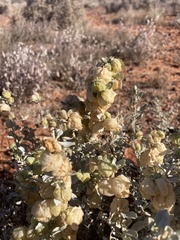 Atriplex vesicaria