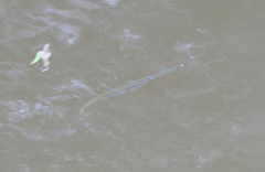 Zenarchopterus buffonis