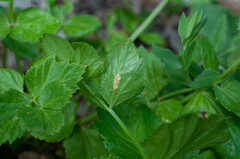 Puccinia pimpinellae