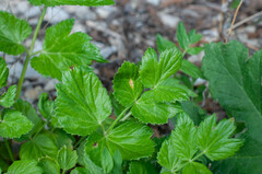Puccinia pimpinellae