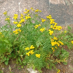 Tanacetum vulgare