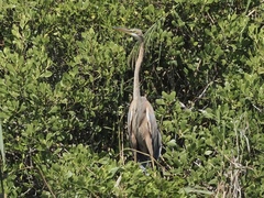 Ardea purpurea