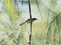 Prinia flaviventris