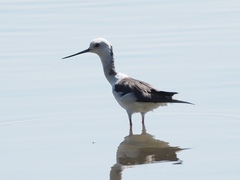 Himantopus himantopus