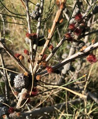 Allocasuarina mackliniana