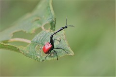 Trachelophorus giraffa