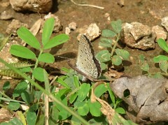 Zizeeria knysna knysna