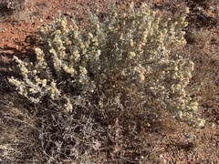 Atriplex vesicaria