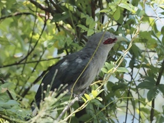 Phaenicophaeus tristis