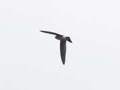 Aerodramus germani