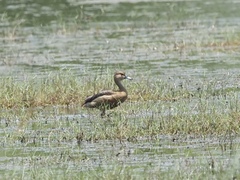 Dendrocygna javanica