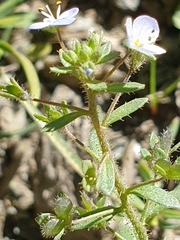 Veronica bozakmanii