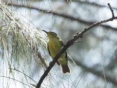 Anthreptes malacensis