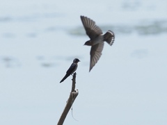 Hirundo tahitica