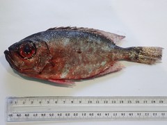 Heteropriacanthus carolinus