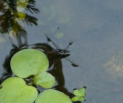 Limnogonus luctuosus