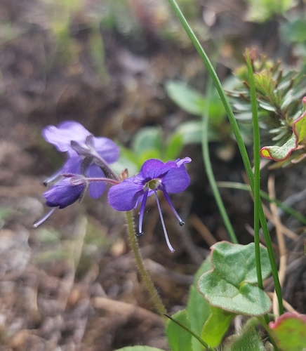 Image of Veronica grandiflora by (c) Lena Perova, some rights reserved (CC BY)