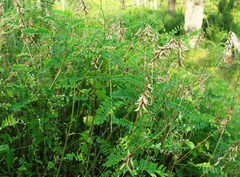 Astragalus falcatus