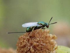 Pseudotorymus sapphyrinus