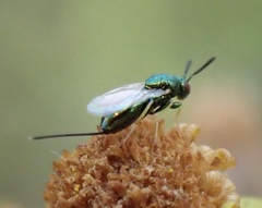 Pseudotorymus sapphyrinus