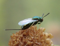 Pseudotorymus sapphyrinus