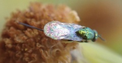 Pseudotorymus sapphyrinus