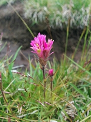 Castilleja lemmonii