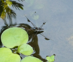 Limnogonus luctuosus