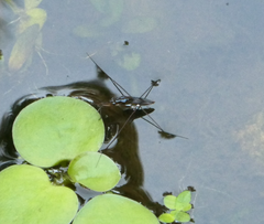 Limnogonus luctuosus