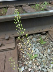 Capsella orientalis