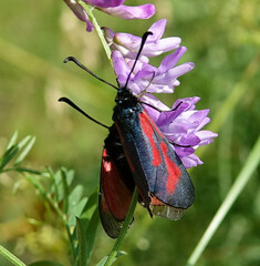 Zygaena minos