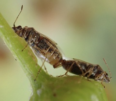 Nysius senecionis