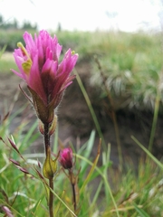 Castilleja lemmonii