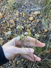 Leucopogon simulans